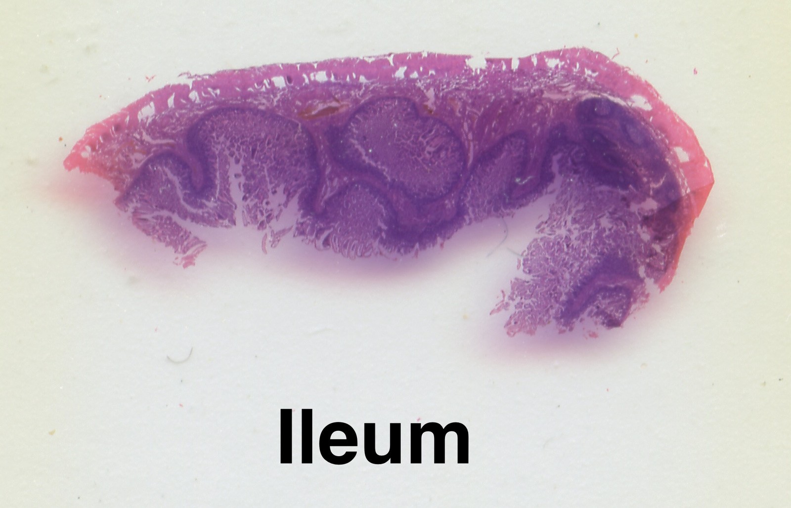 MAMMAL HISTOLOGY Microscope Slides set ORGAN SYSTEMS ANATOMY in wooden case