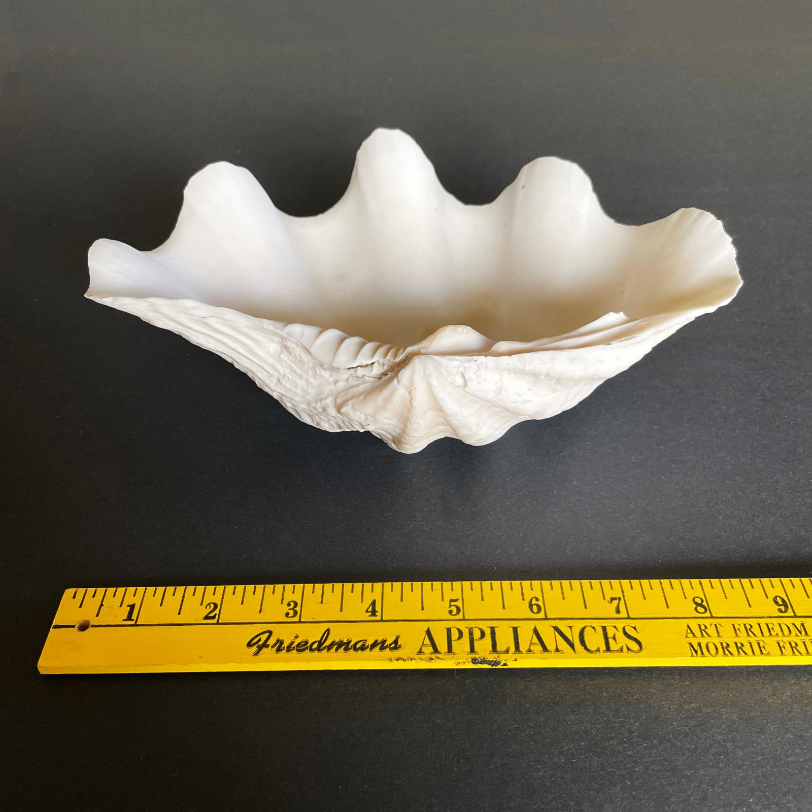 Large Natural Clam Shell • Tridacna • 9 x 6 x 3.75 inches