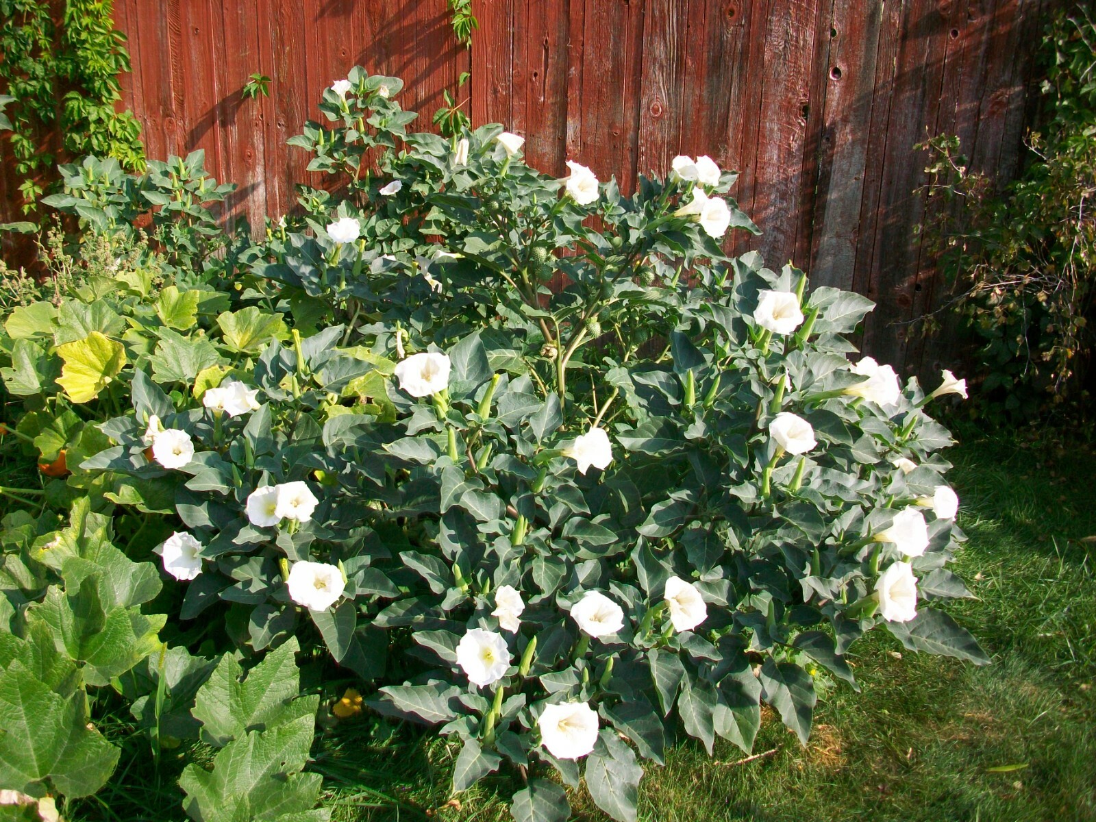 Datura Inoxia Flowers 25 Dried Moonflower 2025 Floral Craft Organic Thornapple