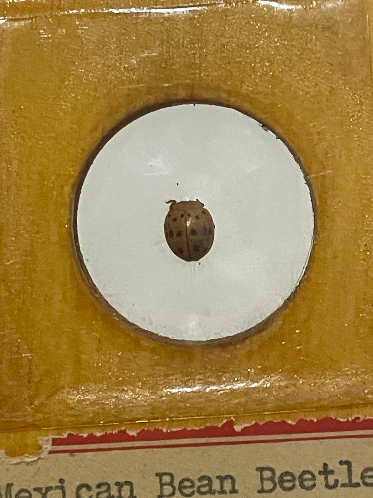 Entomology Slides Microscope Biology Insects With Box 1950's