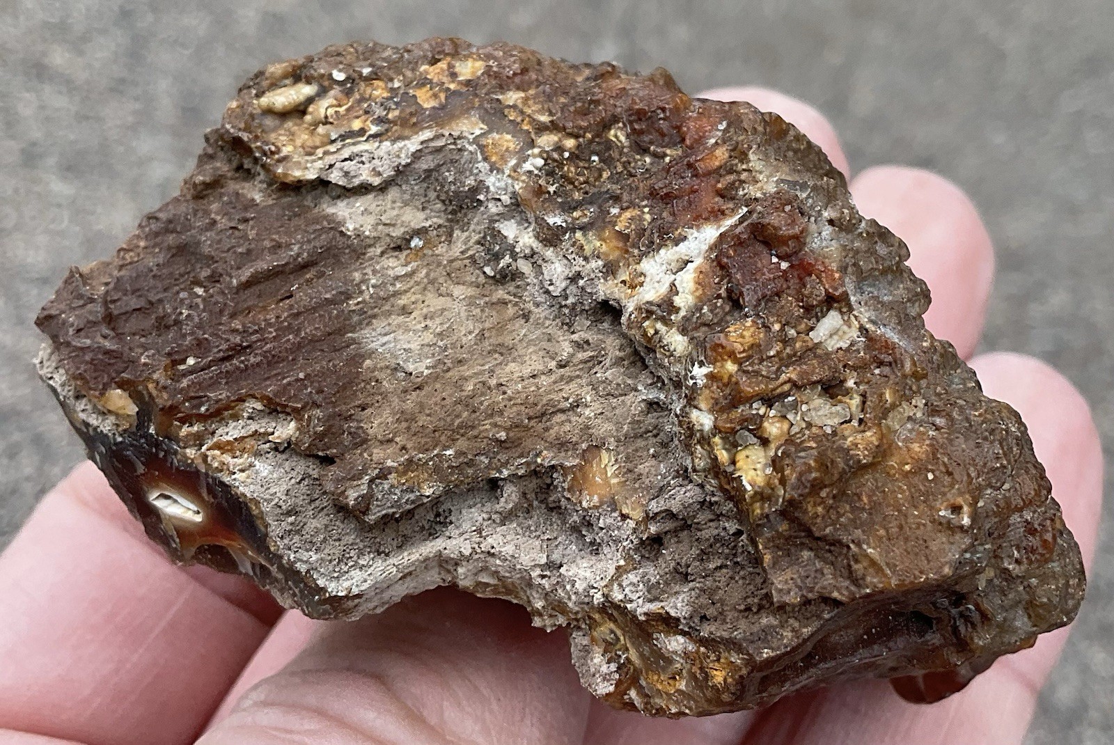 103g Botryoidal Agatized Coral Fossil Chalcedony Stalactite Florida