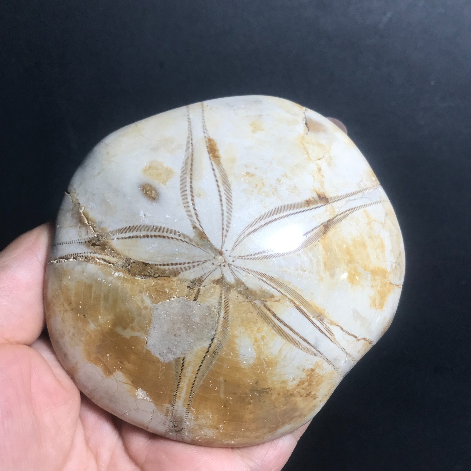 213g Starfish Crystal Specimen 09