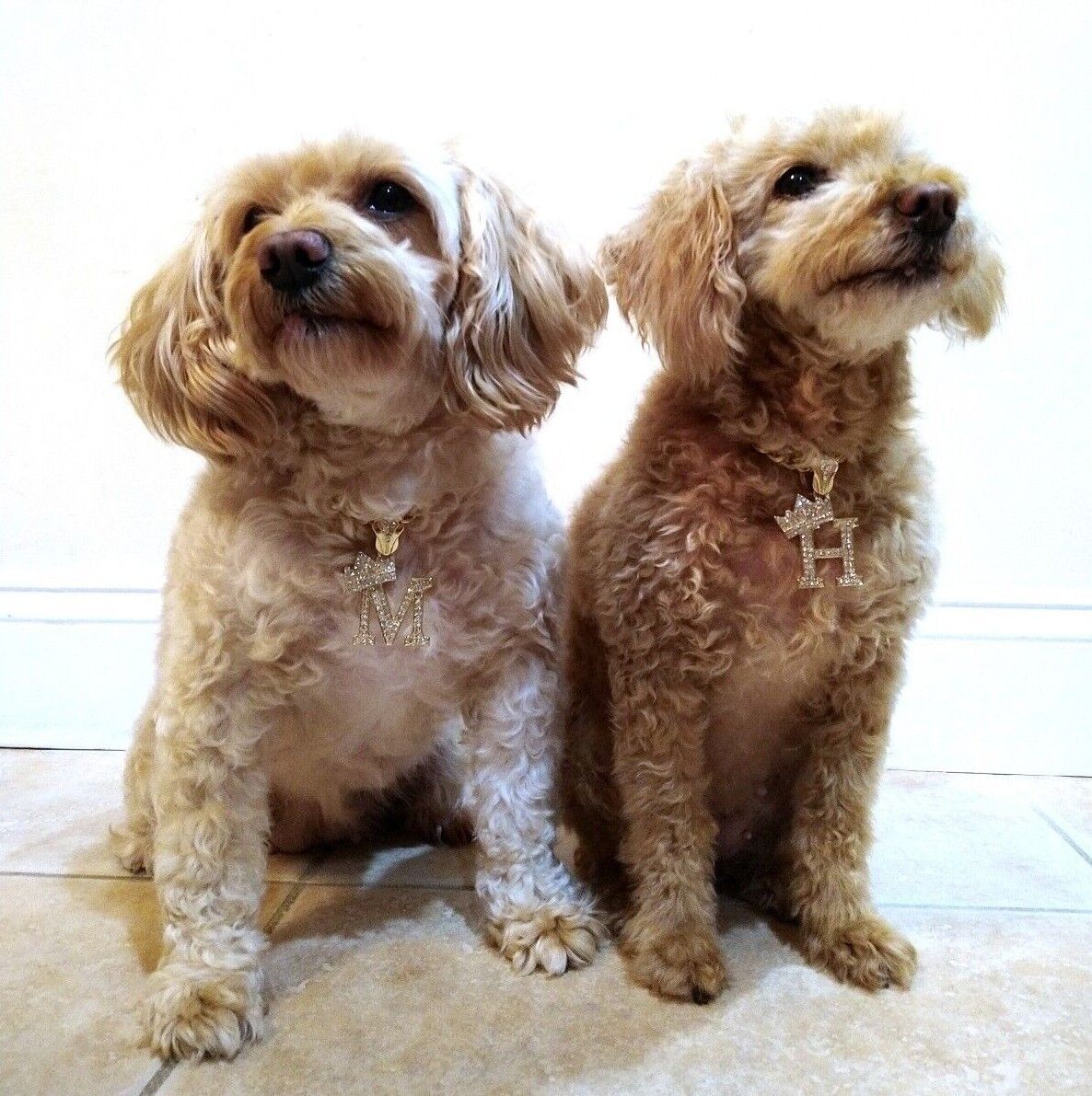 Initial Letter Charm Cuban Dog Chain Pet Collar Chain Pet, Cat, Puppy Necklace