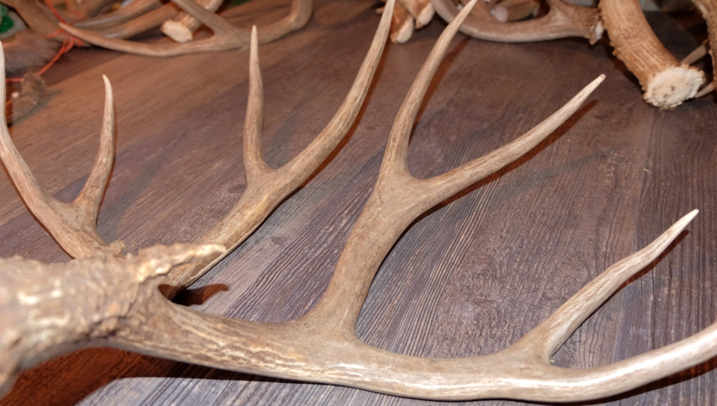 Nice Set Mule Deer Antlers Sheds Taxidermy Mount Cabin Decor Buck Horns
