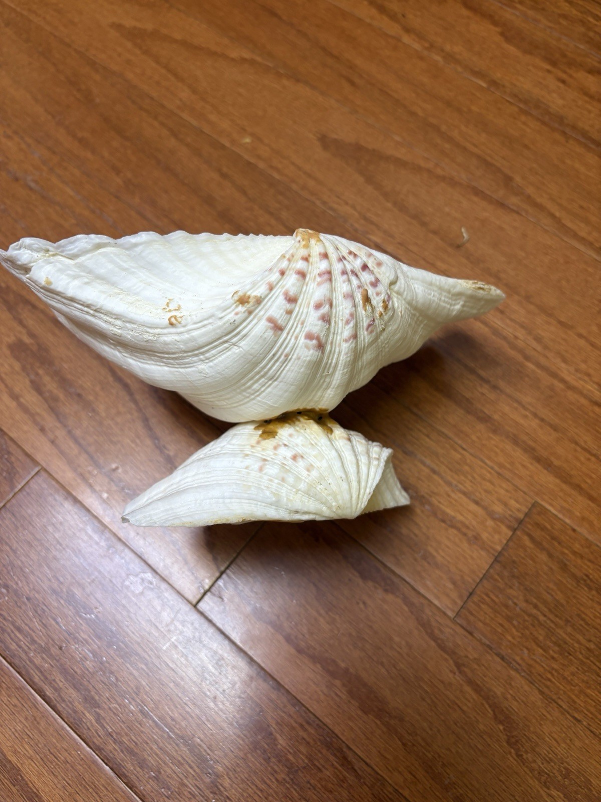 Tridacna Clam Shell Dish Trinket Soap Dish Centerpiece Display 9” Wide