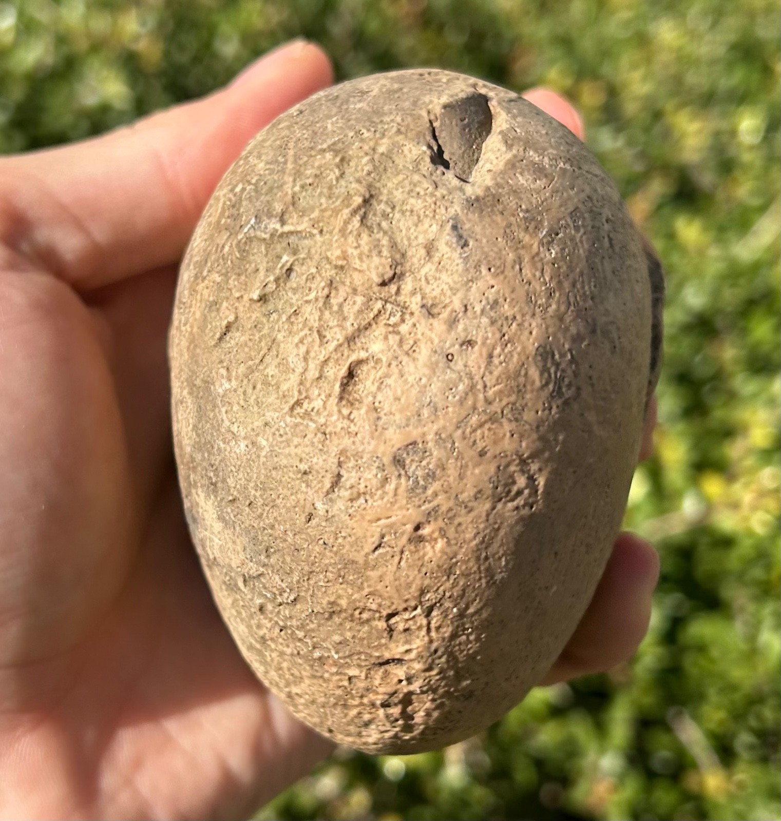 Indonesia Fossil Ammonite Permian Age Timor HUGE