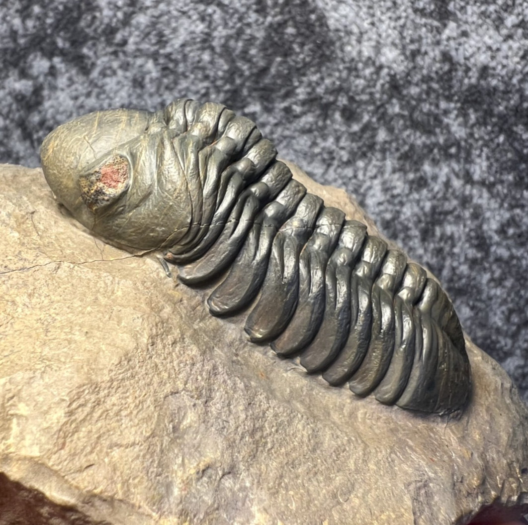 Reedops Trilobite Fossil – Detailed Collector Specimen