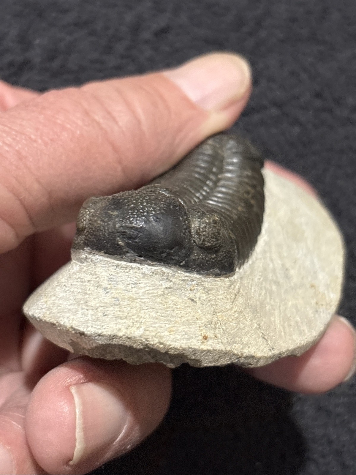 Nice Tight 2+ Inches Phacops. Laid Out Beautifully. Resto On Nose