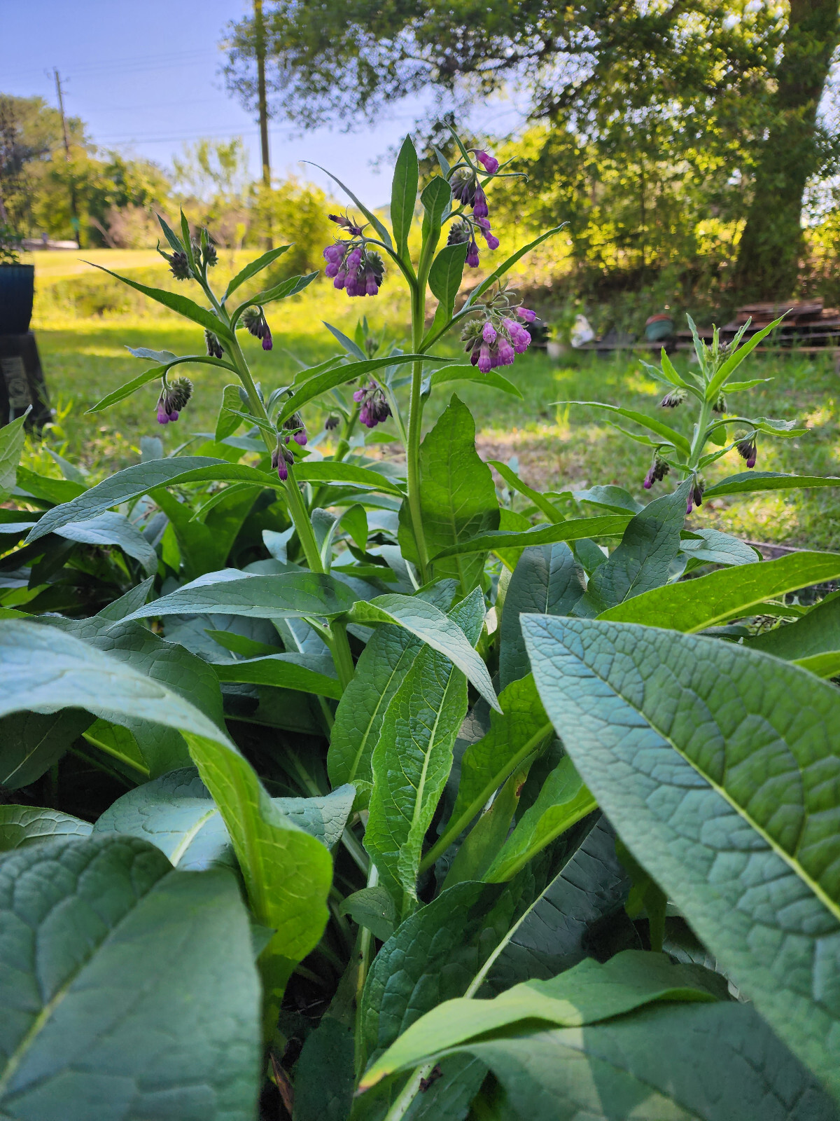 Organic Comfrey Salve | Joint/Muscle Aches, Sprains, Bruises, Itchy Skin, Eczema