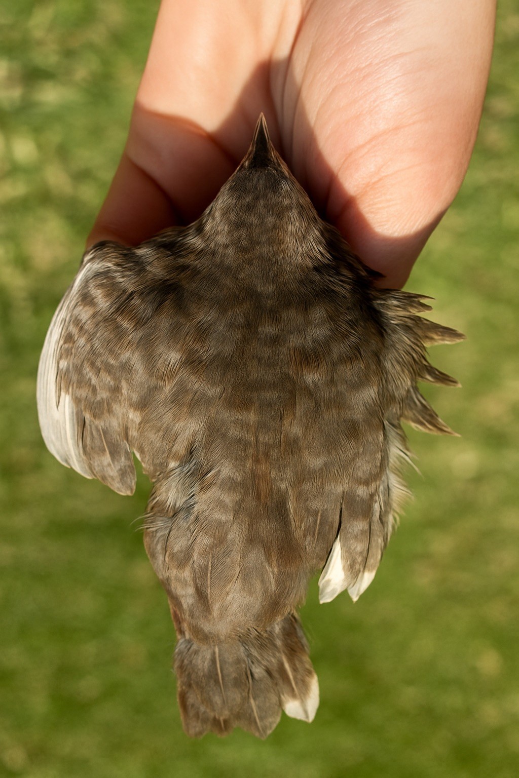 12 Exotic Button Quail Hatching Eggs Chinese Painted SPECIAL RARE ~ TPB Farms 🦚
