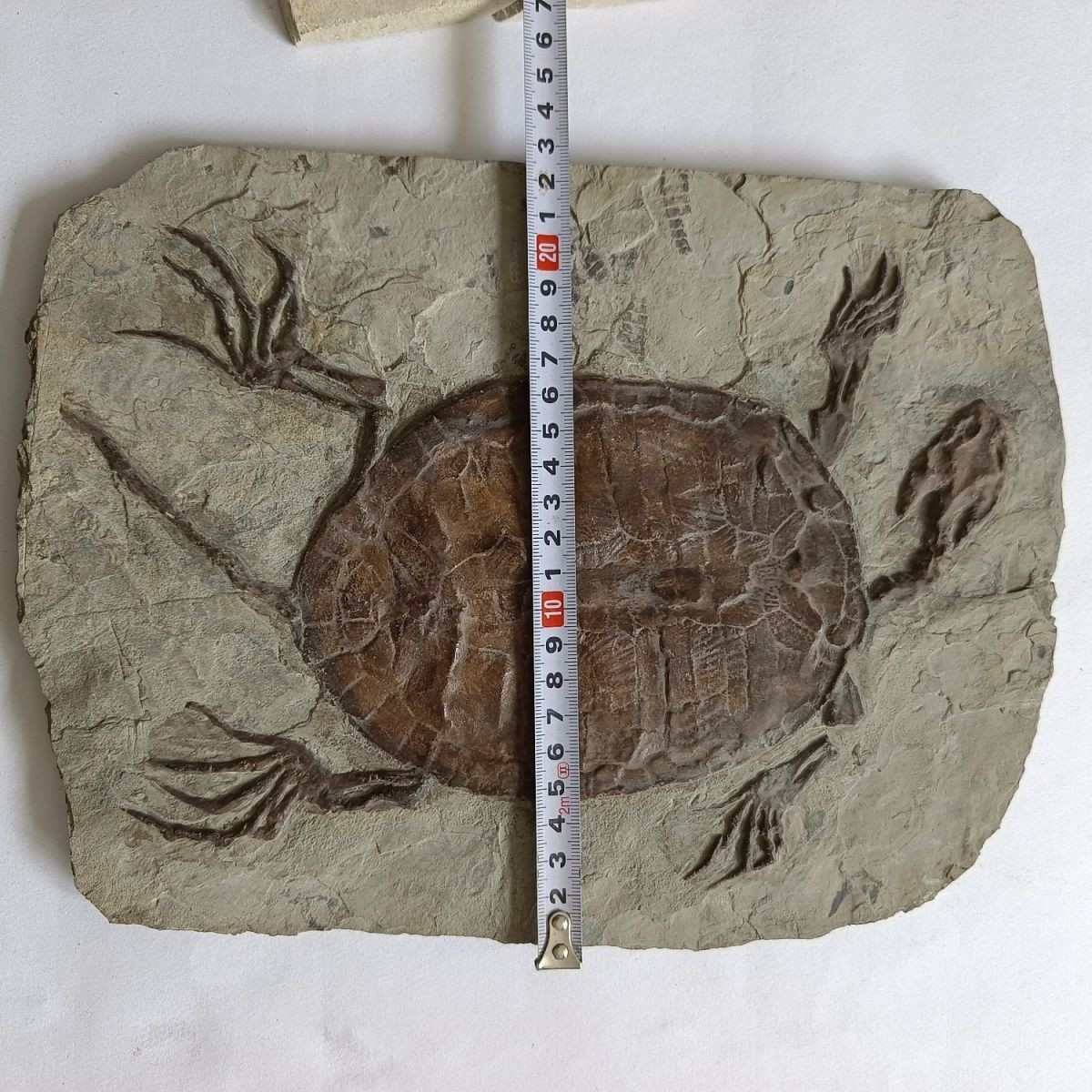 Unique Liaoxi ancient organism, Manchurian exquisite turtle fossil