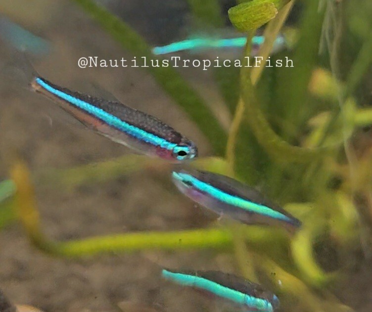 Healthy Green Neon Tetras - Peaceful and Vibrant - Perfect for Community