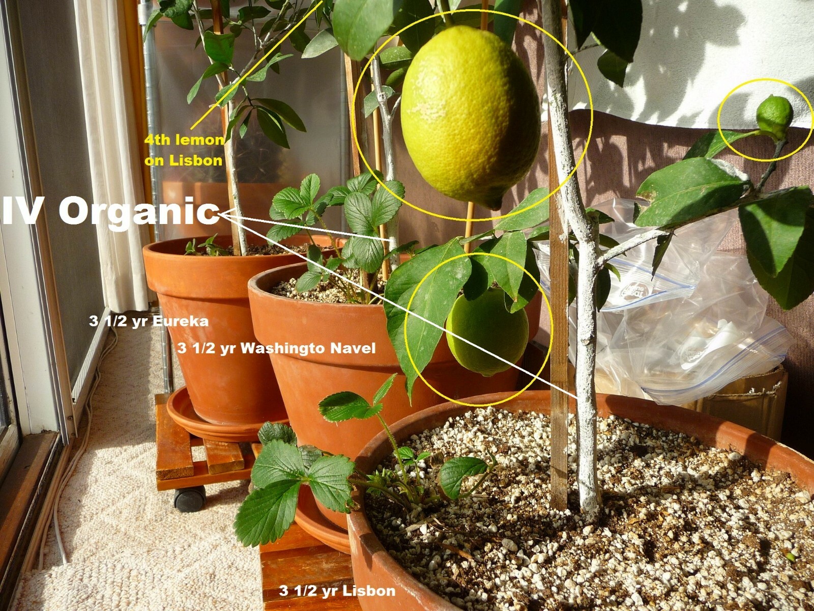 IV Organic 3-in-1 Plant Guard, 1 Pint (BROWN)