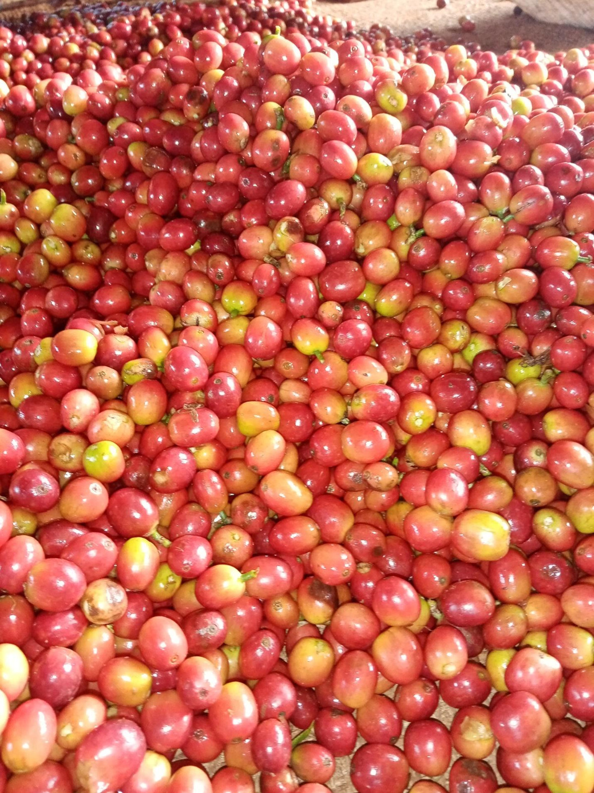 8oz/5lb - Kenya AA – Africa – Premium Fresh Roasted To Order Coffee