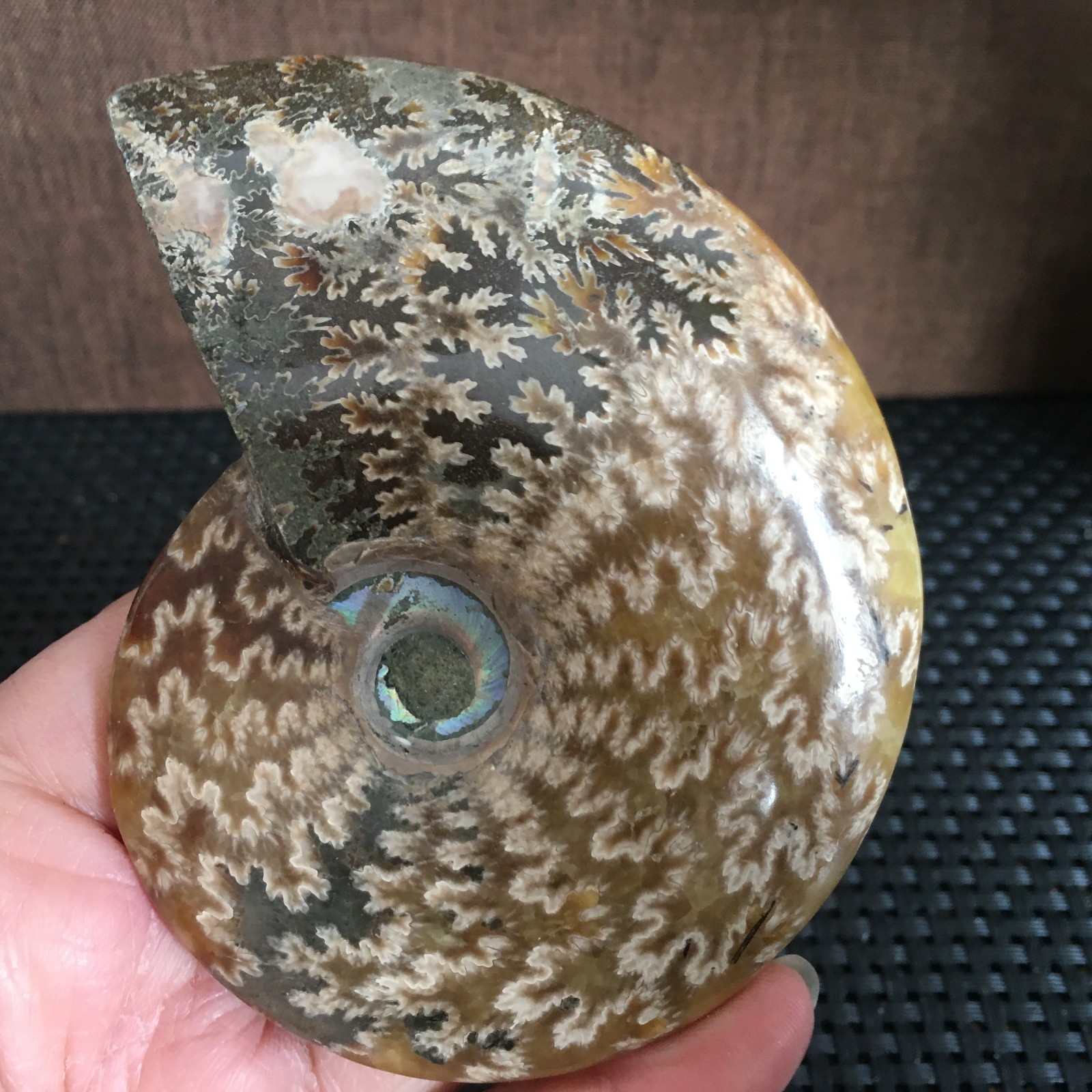 239g Natural polishing Ammonite crystal specimens fb1027