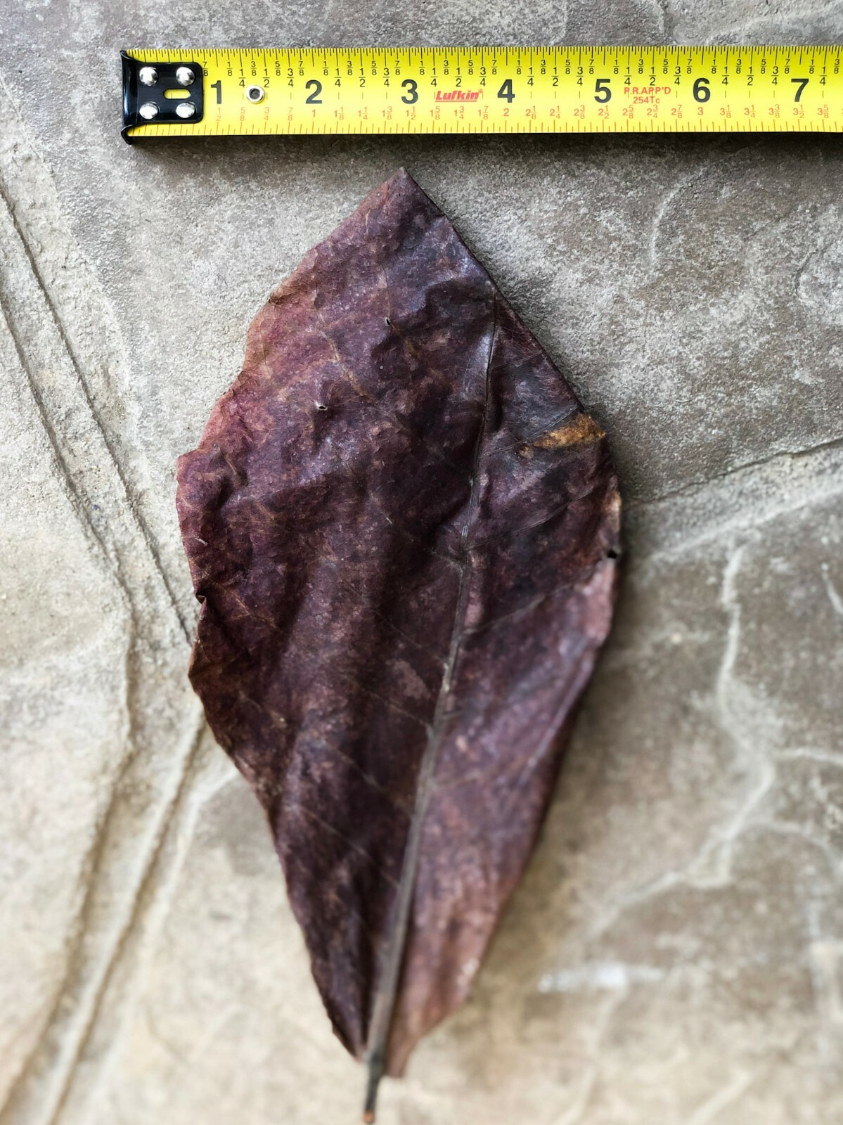 10/20/50pcs NATURAL Catappa Indian Almond Leaves for shrimp betta discus cichlid