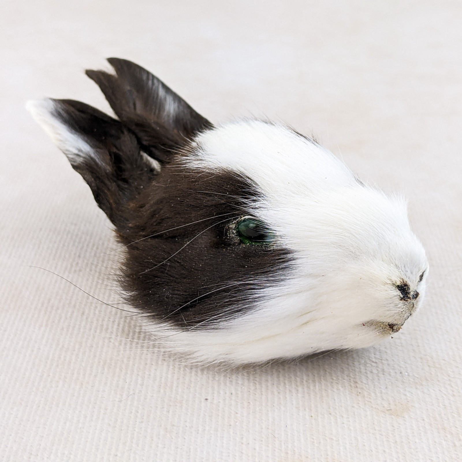 Bunny Rabbit Head for crafts Specimen Taxidermy Oddities craft gift collectible