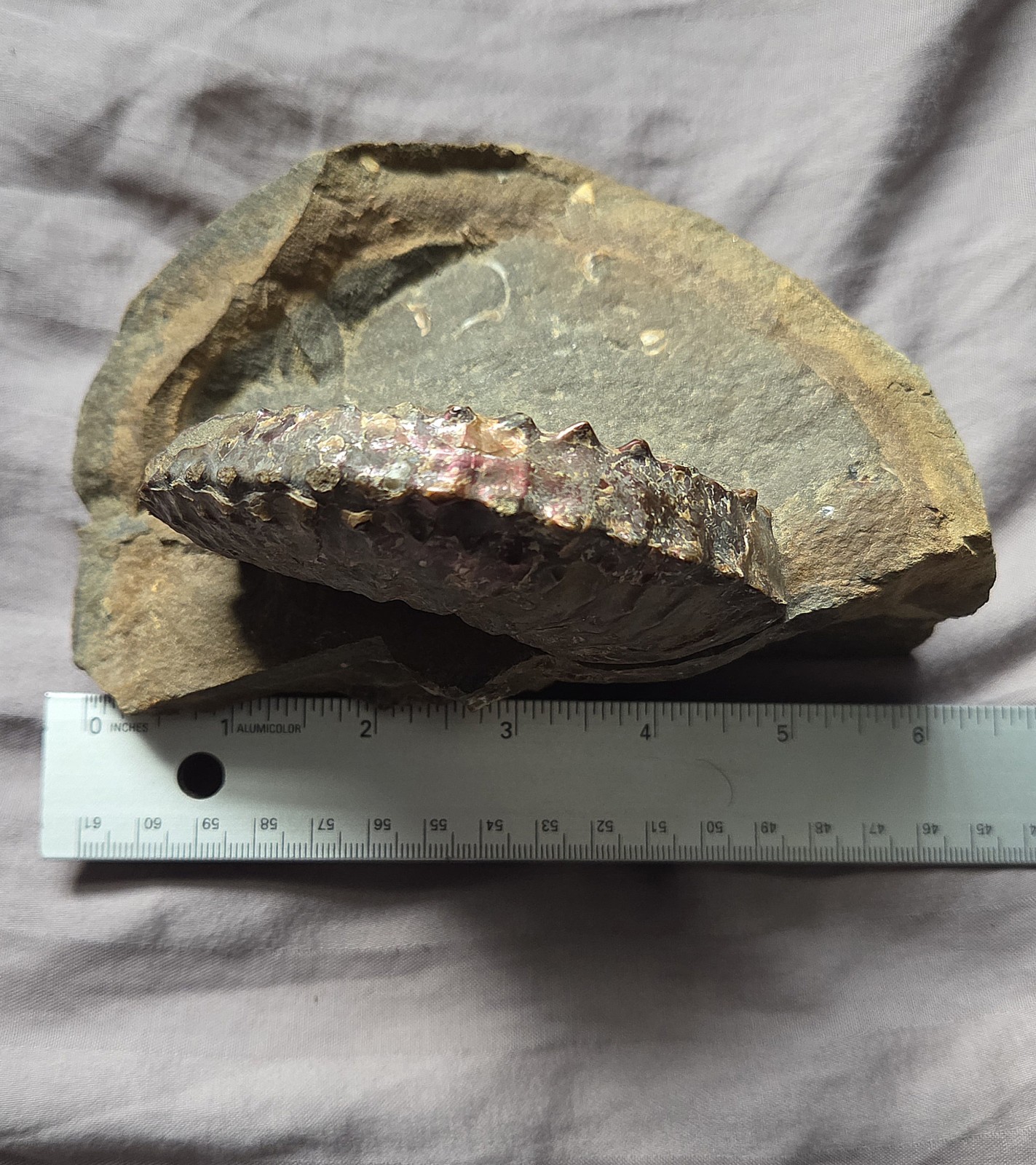 Rare Huge Scaphites Fossil Shell Ammonite From South Dakota Cretaceous