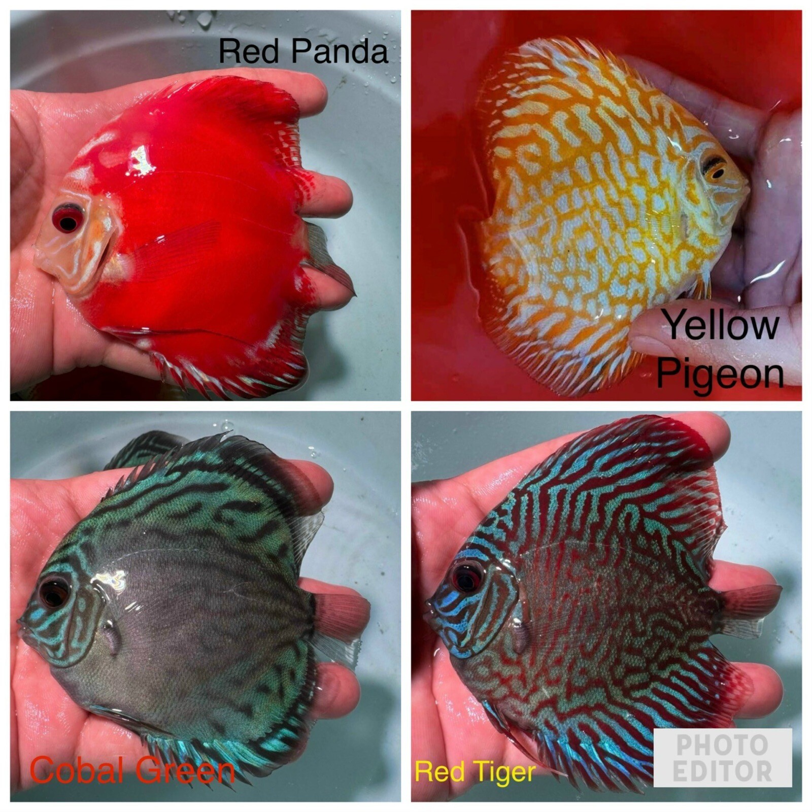 Pack of 4 Discus Fish 4” - Live Fish Aquarium Overnight Shipping