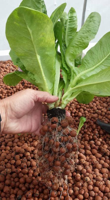 Clay Pebbles HYDROTON Growing Media Expanded Clay Rocks for Hydroponic systems