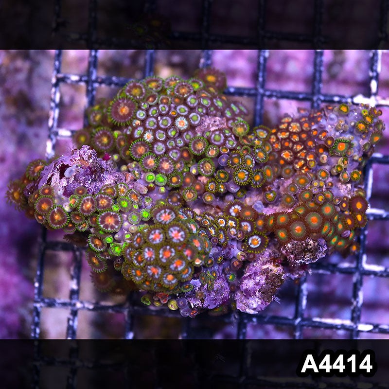 Item#A4414LP4414(M) WYSIWYG Indo Ultra Zoanthid Colony