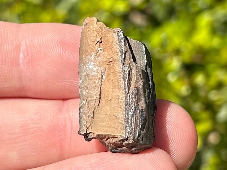 Fossil Giant Armadillo Tooth Holmesina Pleistocene Ice Age Mammal Florida