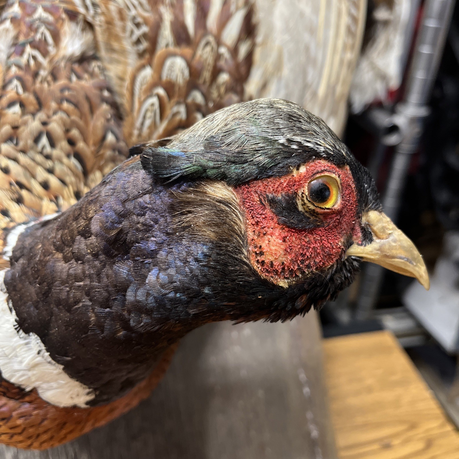VINTAGE TAXIDERMY RING-NECKED FULL PHEASANT WALL MOUNT 24” CABIN HUNTING
