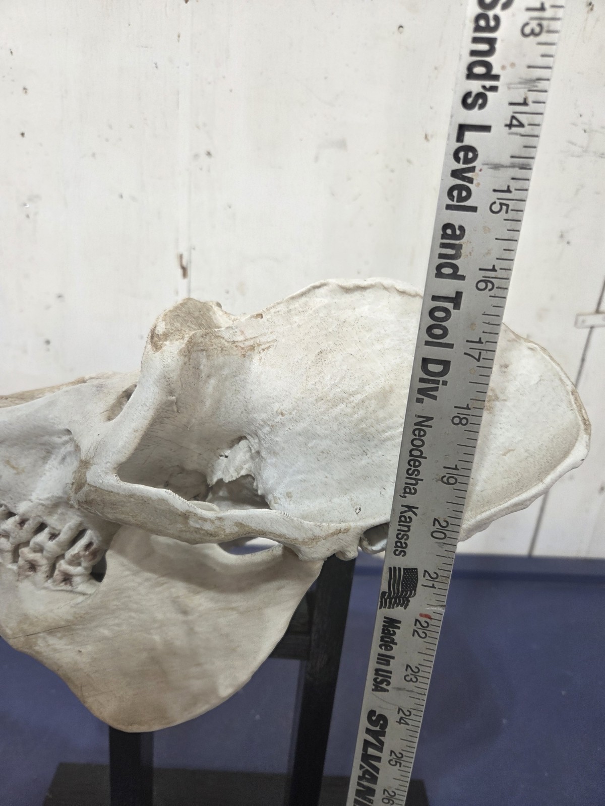 Gorilla Skull Replica Life Size, With Wood Stand.