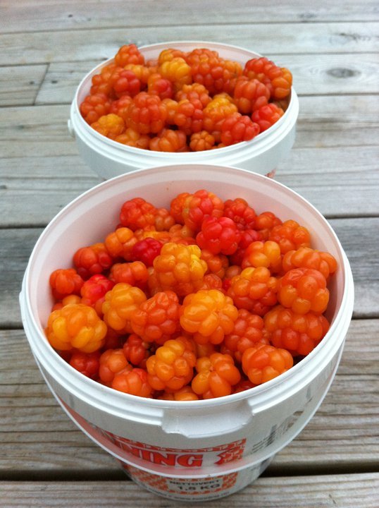 Organic Cloudberry Jam 425 g 15oz Hjortronsylt, Hilla, Molte, Multe, Moltebeeren