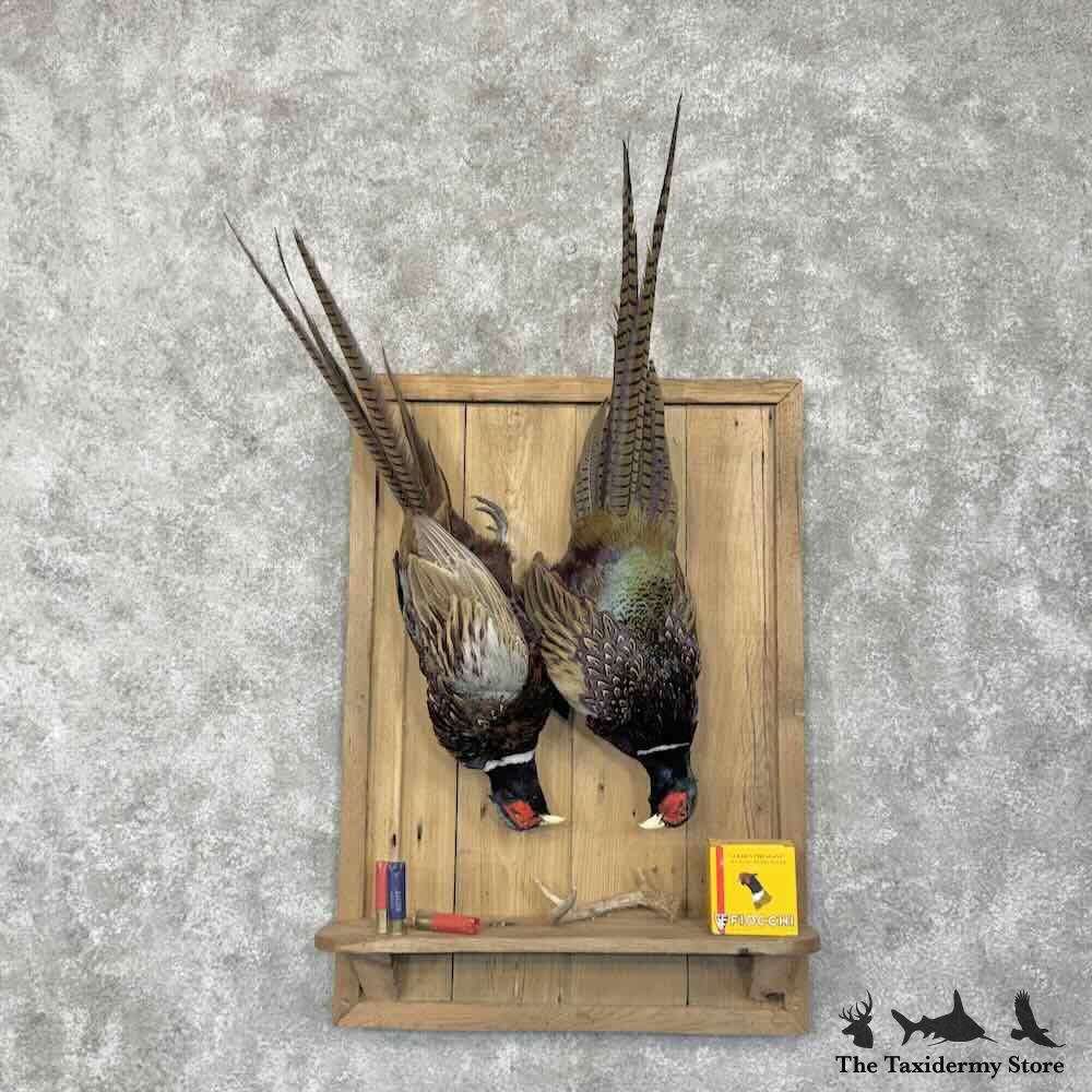 #31693 P | Ringneck Pheasant Taxidermy Bird Display For Sale