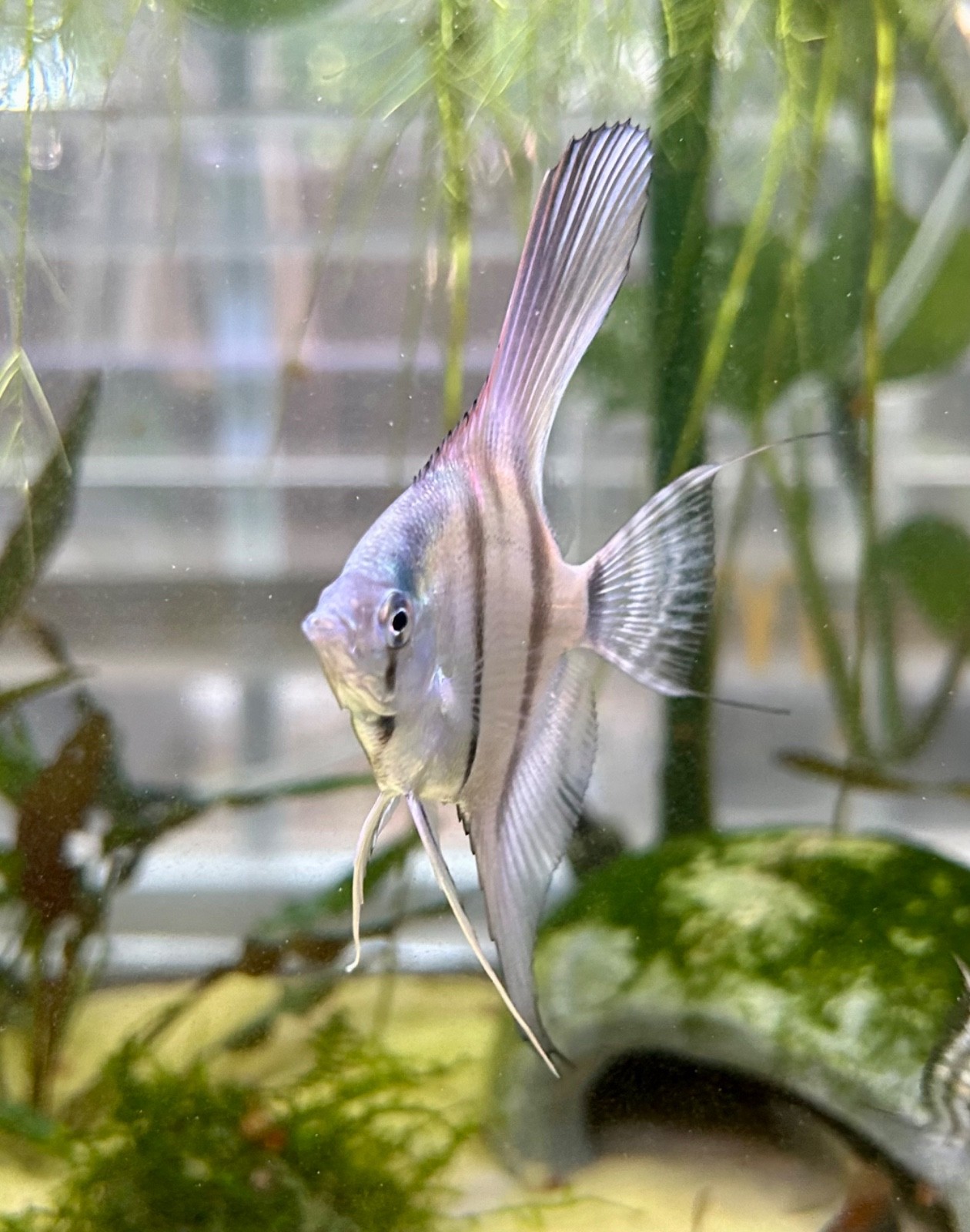 6 + 3 Free PH Blue Angelfish (Zebra/Stripped) Nickel / Quarter