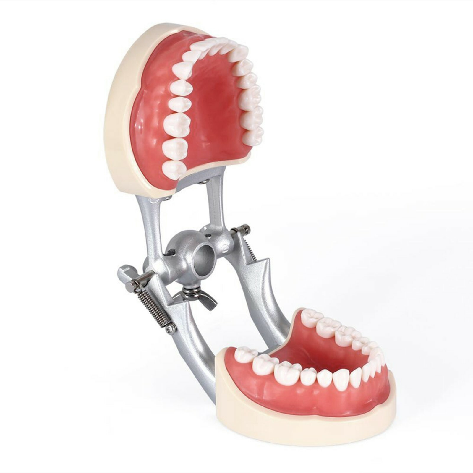 Dental Typodont Teeth Model With Removable Teeth fit Kilgore NISSIN 200/500 Type