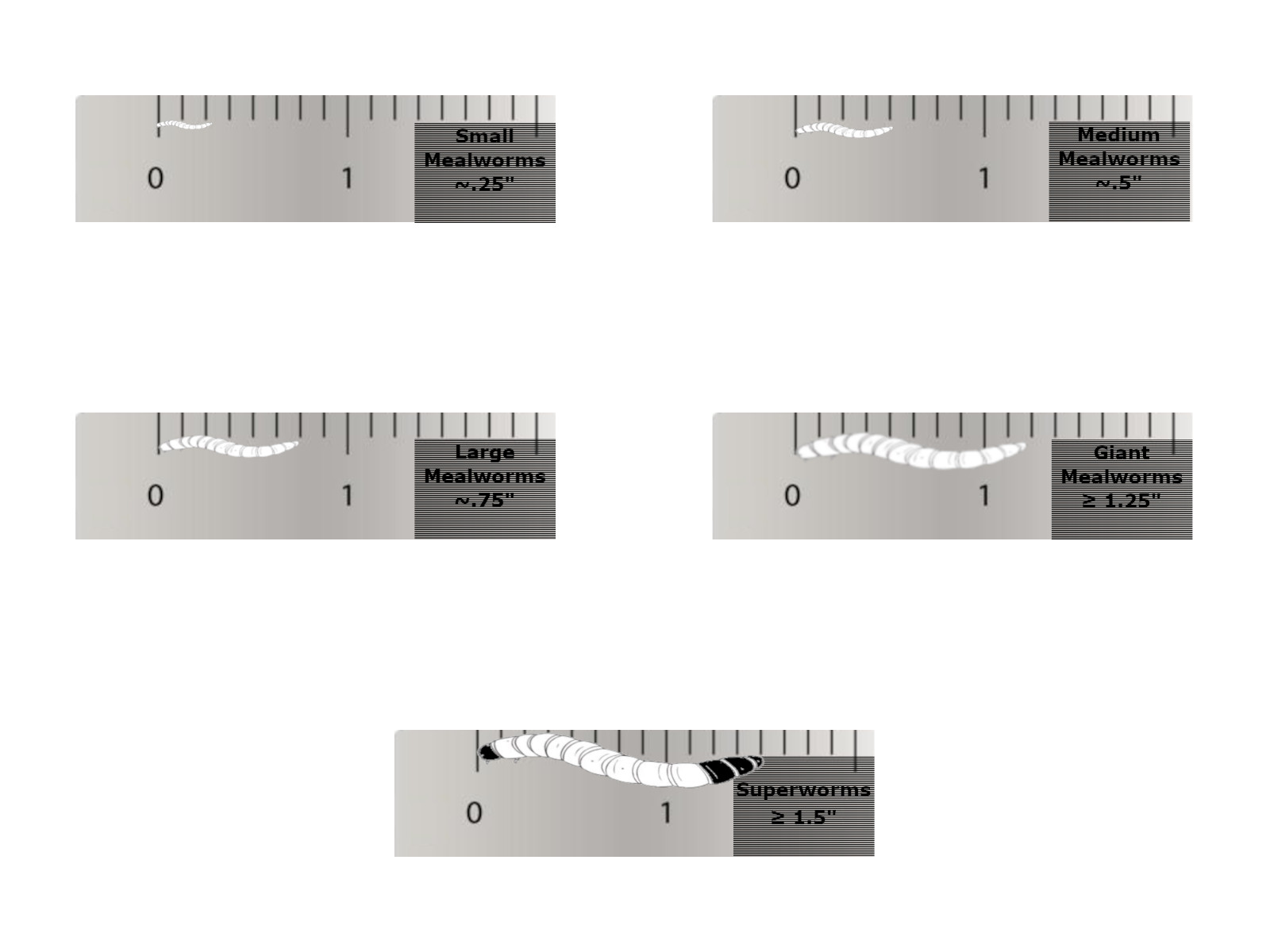 Live Mealworms - Bulk Feeder Insects (250 - 20000 Count) - S, M, L, G