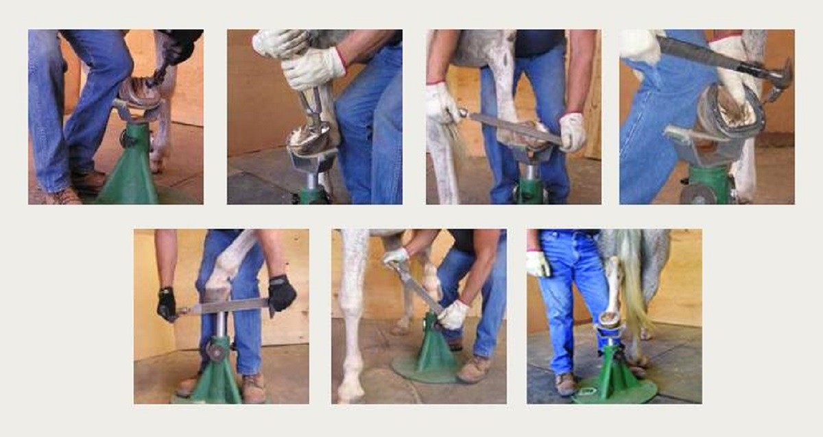 Hoofjack for Horse Owners & Farriers Author​ized Dealer 2023 model