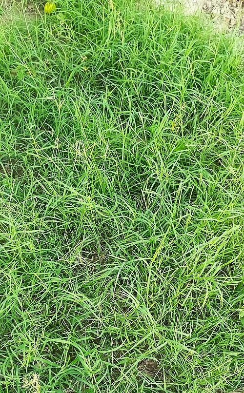 Bermuda Grass, Coated Unhulled Seeds - For 2026 Planting Warm Season