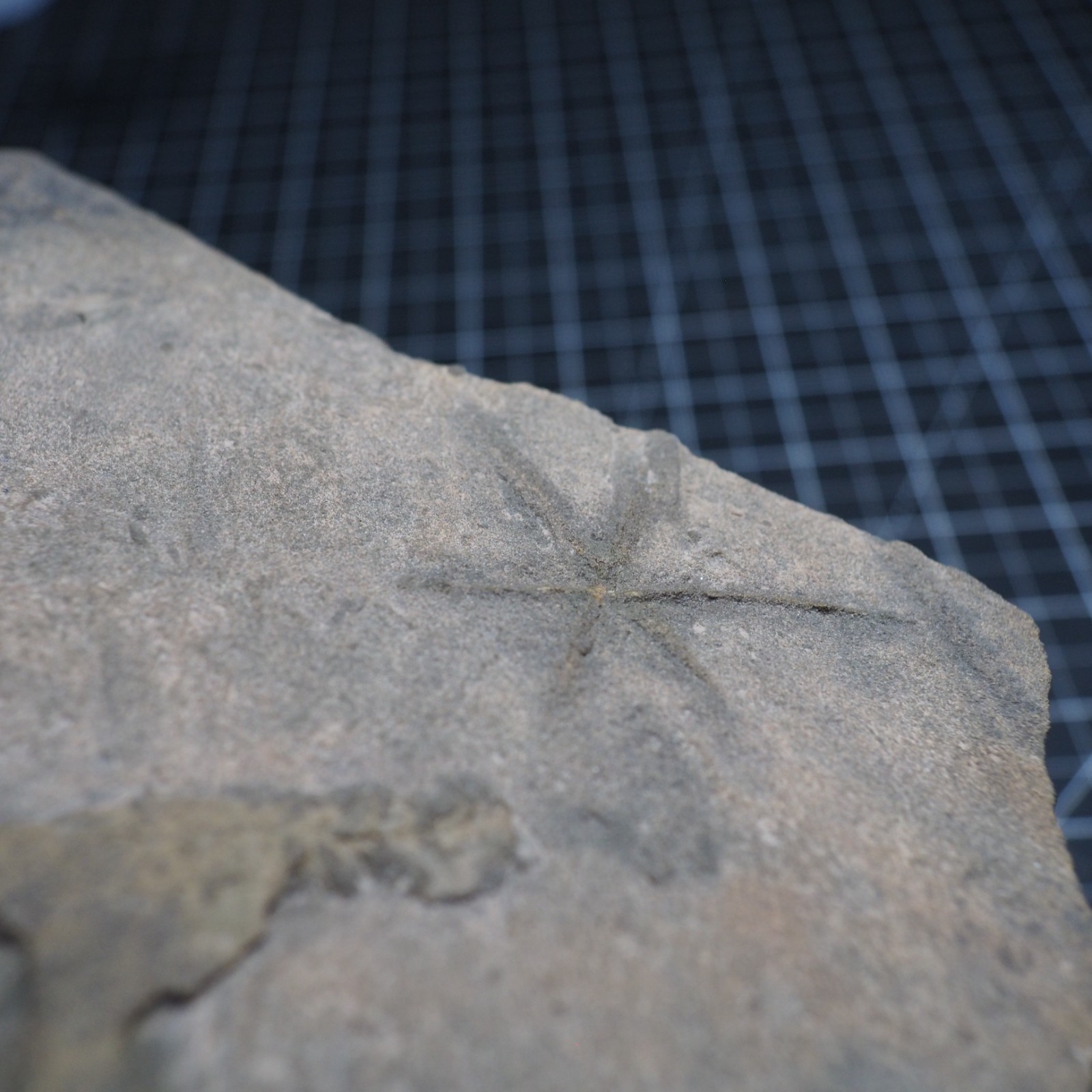 Trilobite Trace Fossil Cruziana Feeding Track Ordovician Morocco Star Trace