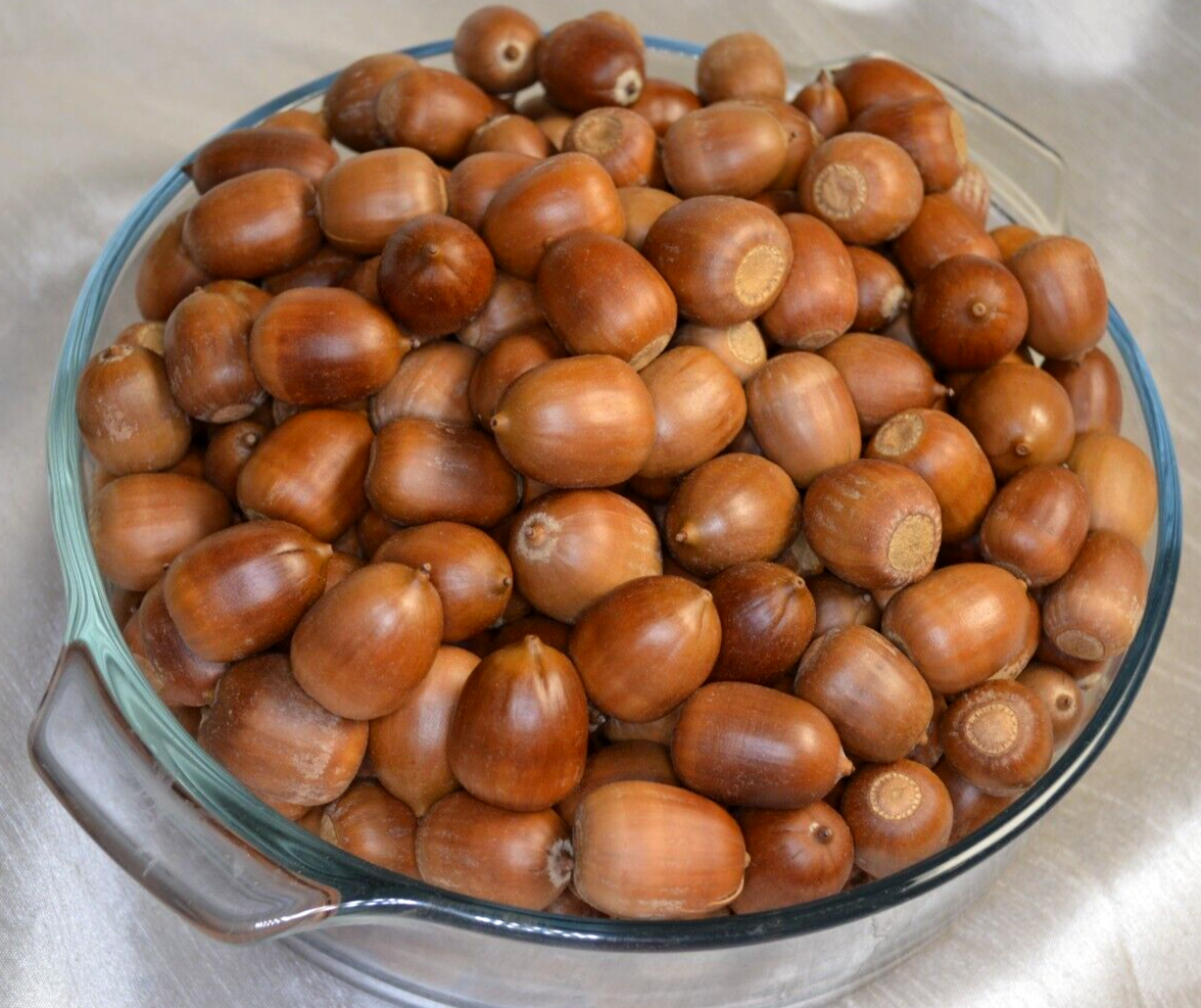 Acorns Wildlife Feed 1 LBS Chemical-Free Heat Dried For Birds, Squirrels, Deer+