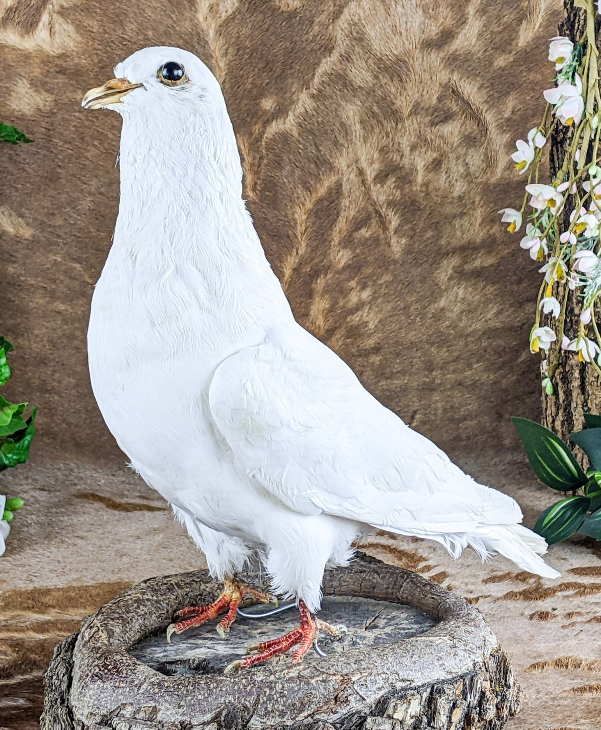 Rock Pigeon bird c livia dove Taxidermy Oddities Curiosities collectible