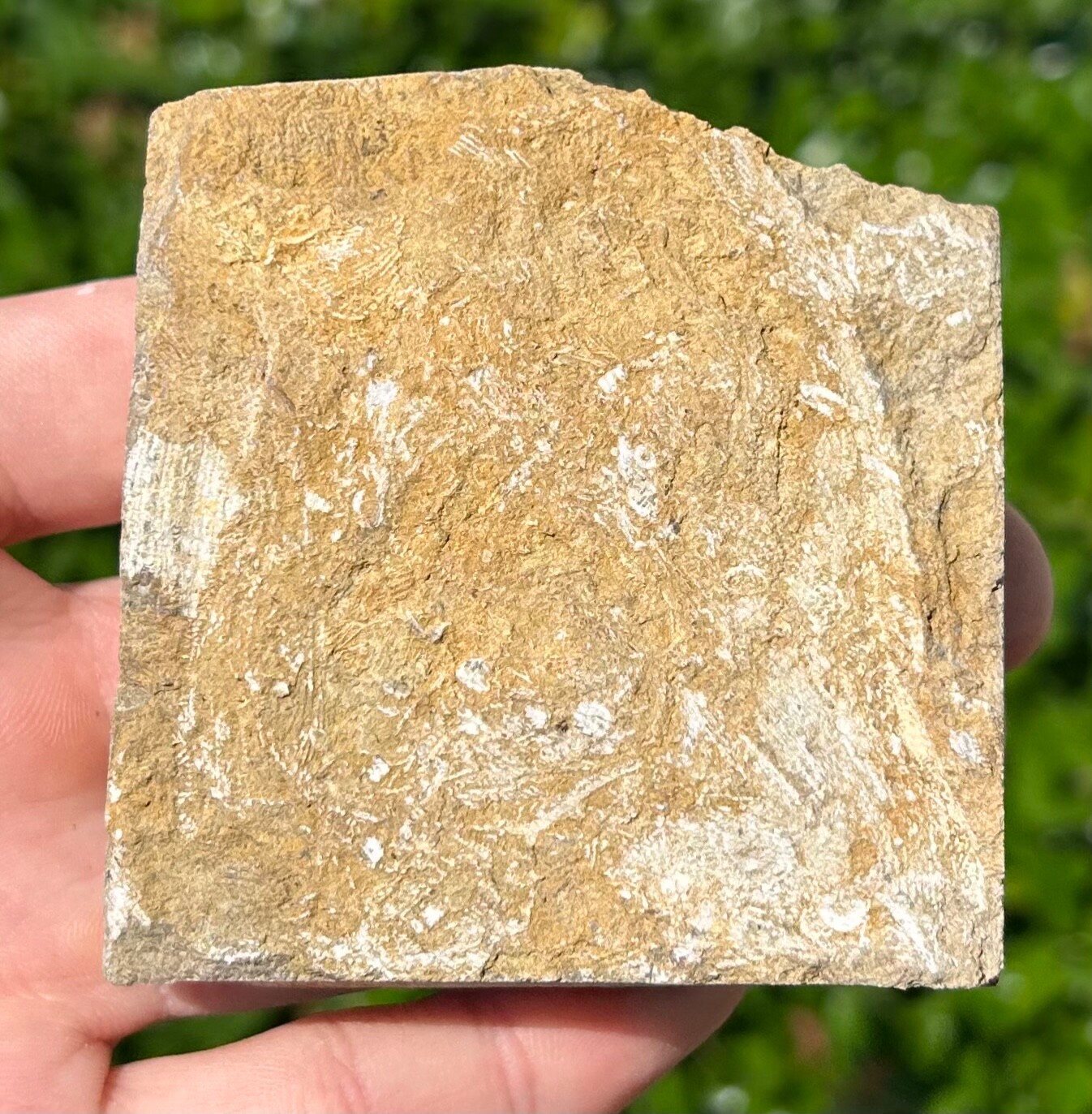 BIG Fossil Blastoid in Matrix Pentremites pyriformis Alabama Bangor Limestone Fm