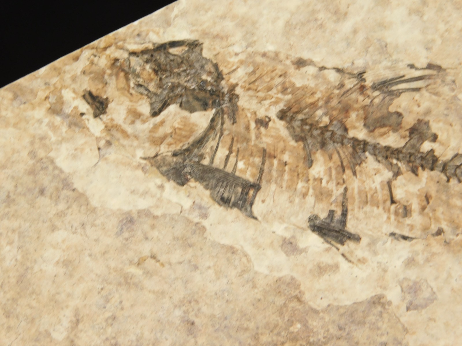 THREE! 50 Million Year Old Knightia FISH Fossils From Fossil LAKE Wyoming 355gr