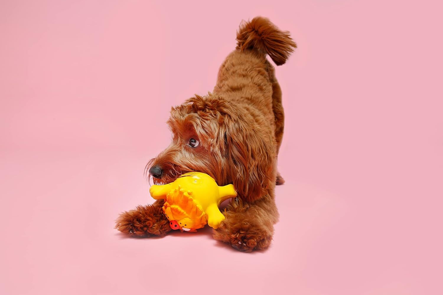 Hartz Frisky Frolic Latex Squeakable Dog Toy, Color Varies, 1 count