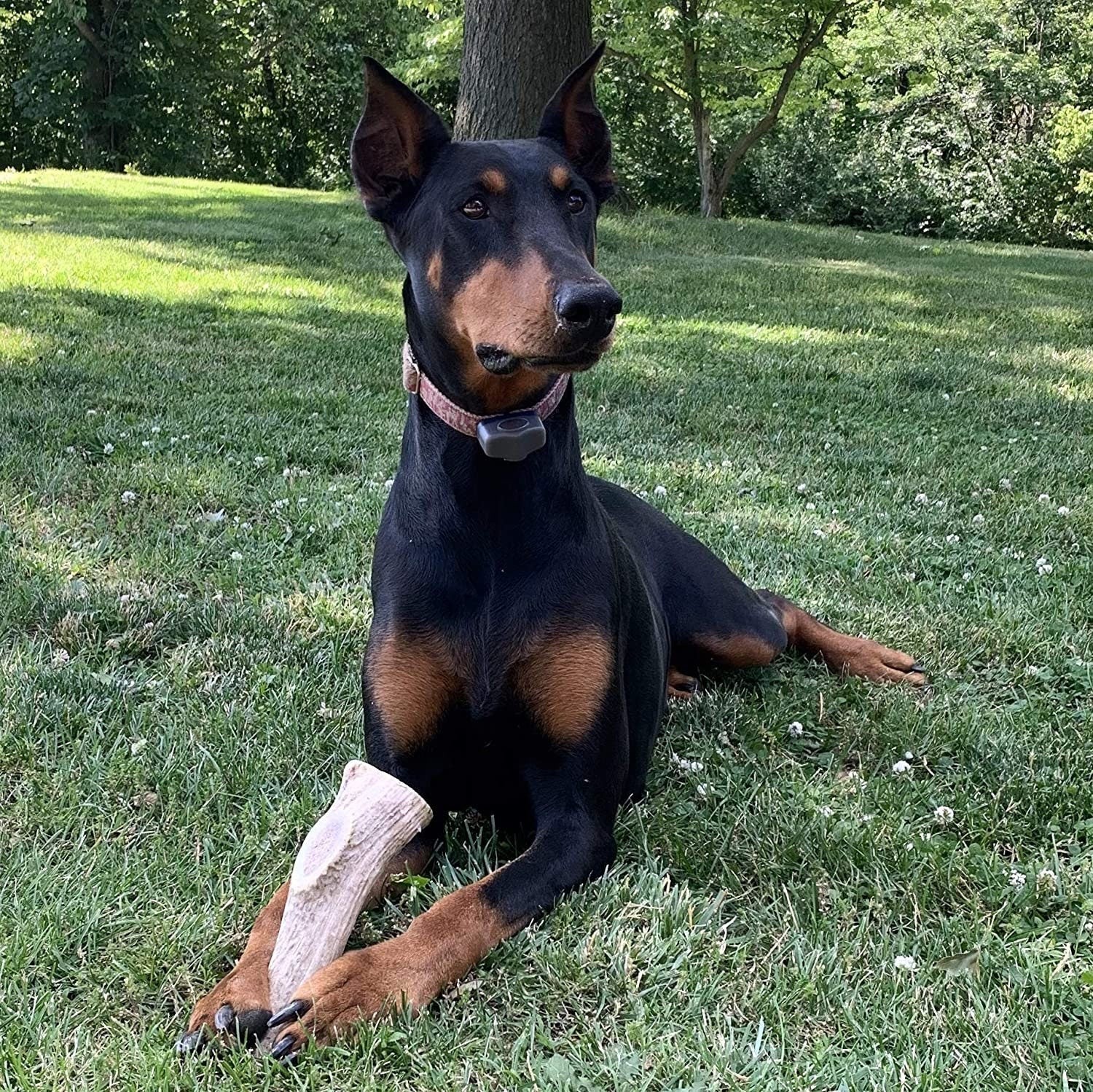 Economy Elk/Deer Antler Dog Chew 3 Count - Grade B/C All Natural Organic and