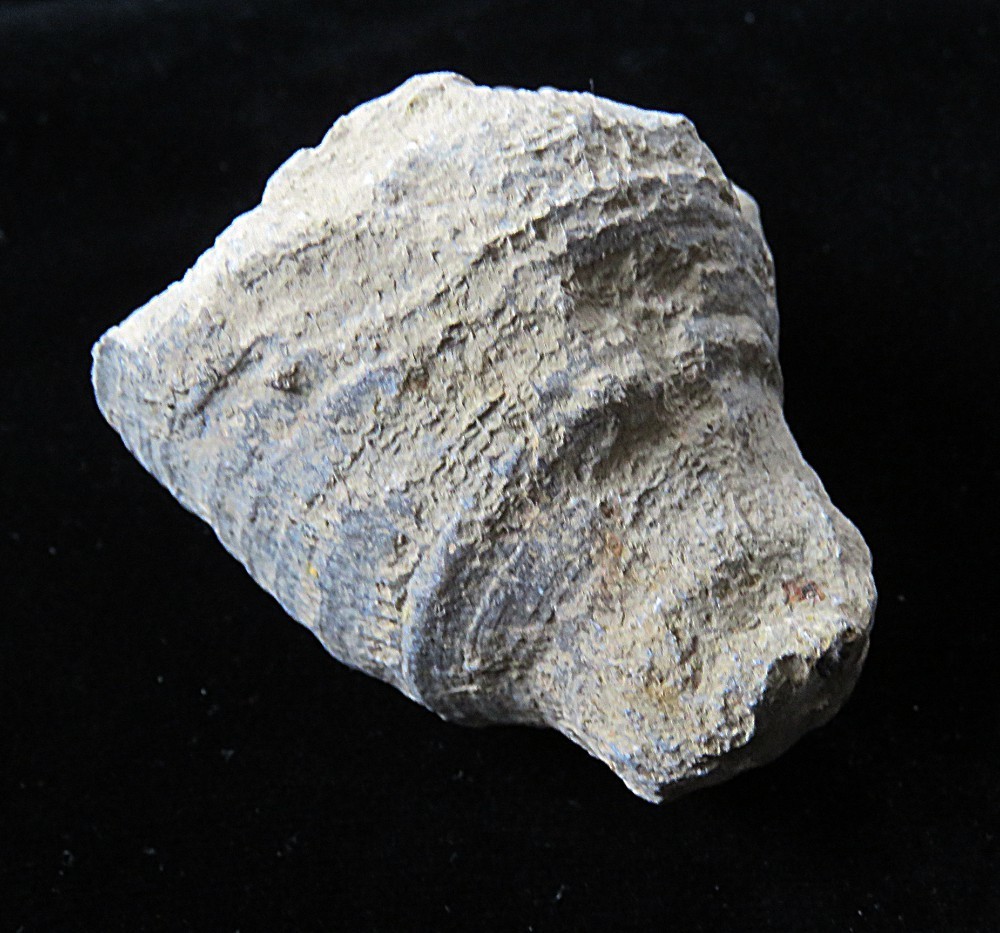 Horn Coral- Heliophyllum bali-2 3/4" x 2 1/4"- Devonian, Genesee County, NY