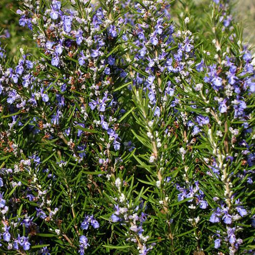 Rosemary Seeds | Heirloom / Non-GMO | Free Shipping | Herb Seeds | 1163