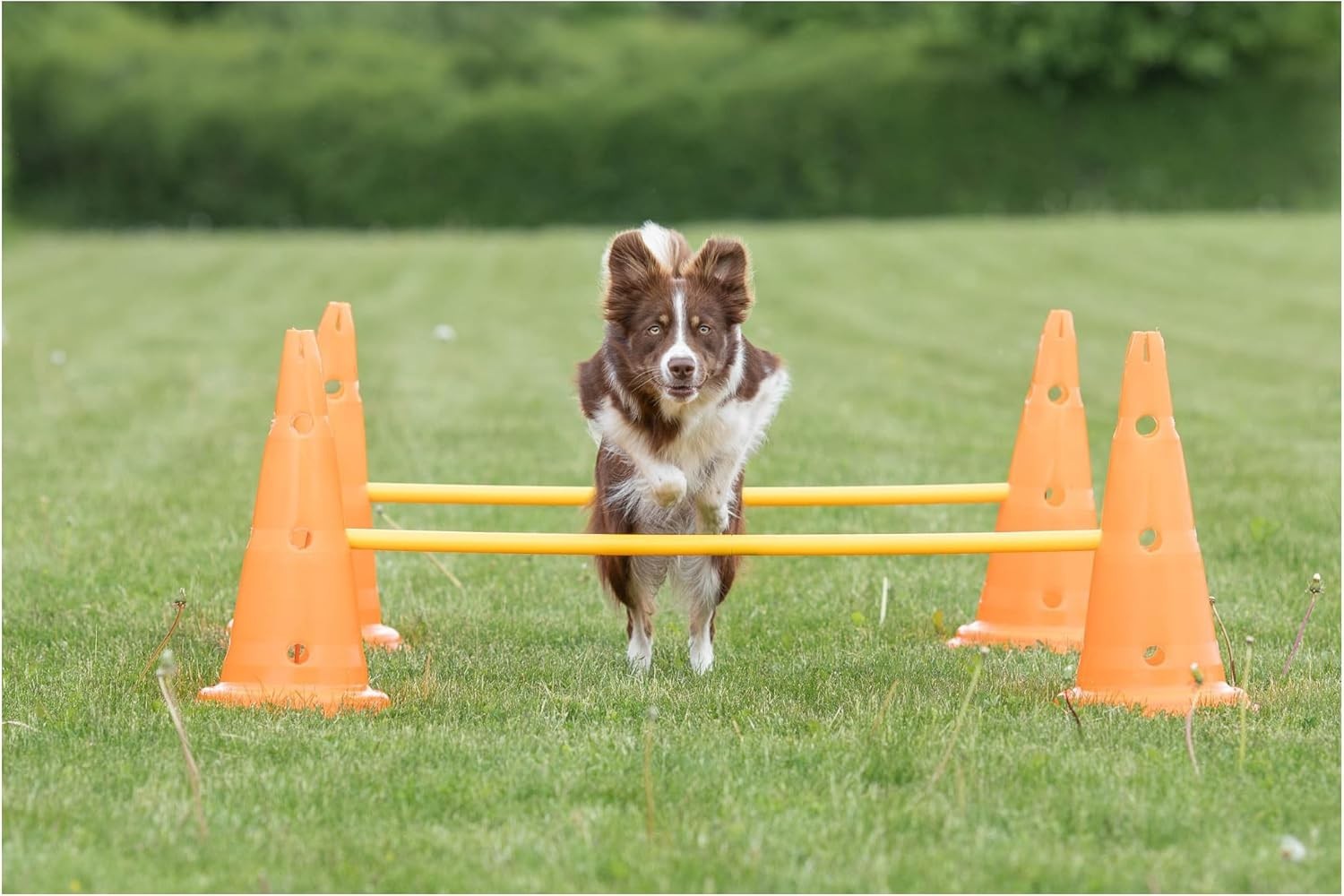 Complete Dog Agility Hurdle Set - 6 Cones, 3 Adjustable Rods, Training Tips