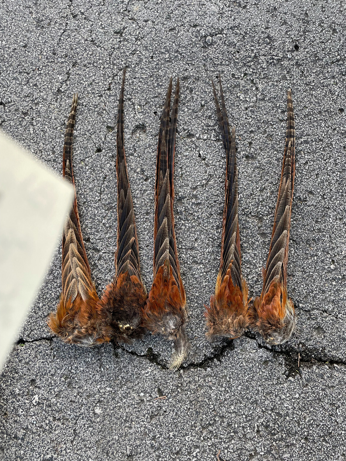 Taxidermy, {0ne} Beautiful RINGNECK PHEASANT Tail- Cabin/Hunting Lodge Fly-tying