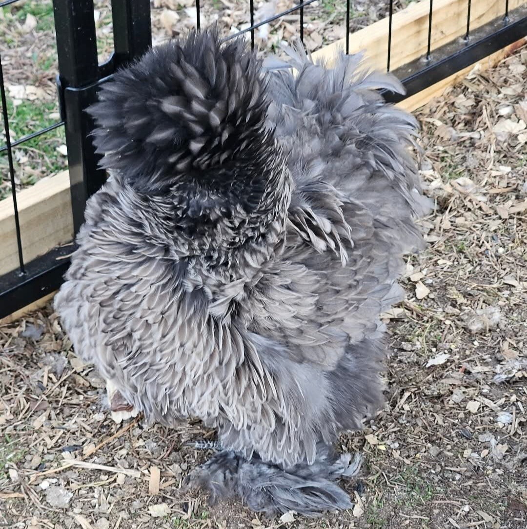 12+ Silkie, Satin, Frizzle Show Quality Hatching Eggs, NPIP Cert