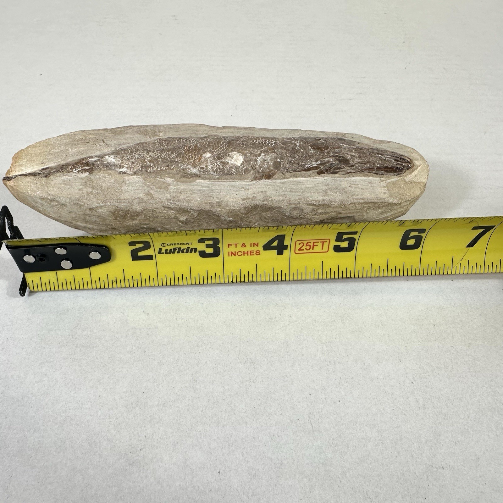 Fossil Fish Encased In Stone Rock Fossilized 6”