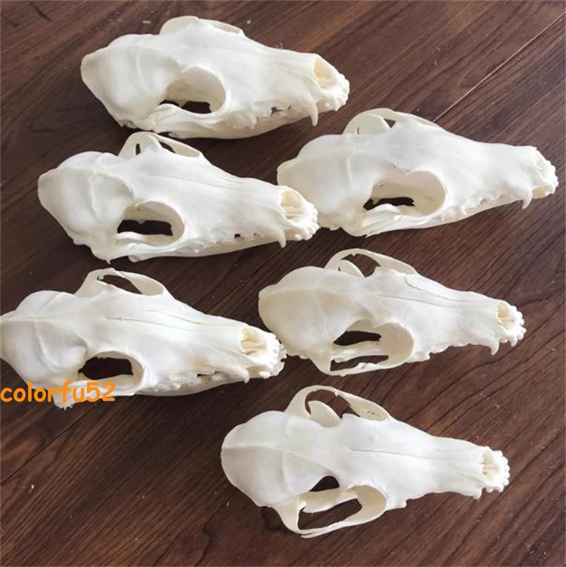 Real Fox Skull Taxidermy Bone Skeleton Halloween Fish Tank Decoration In Stock