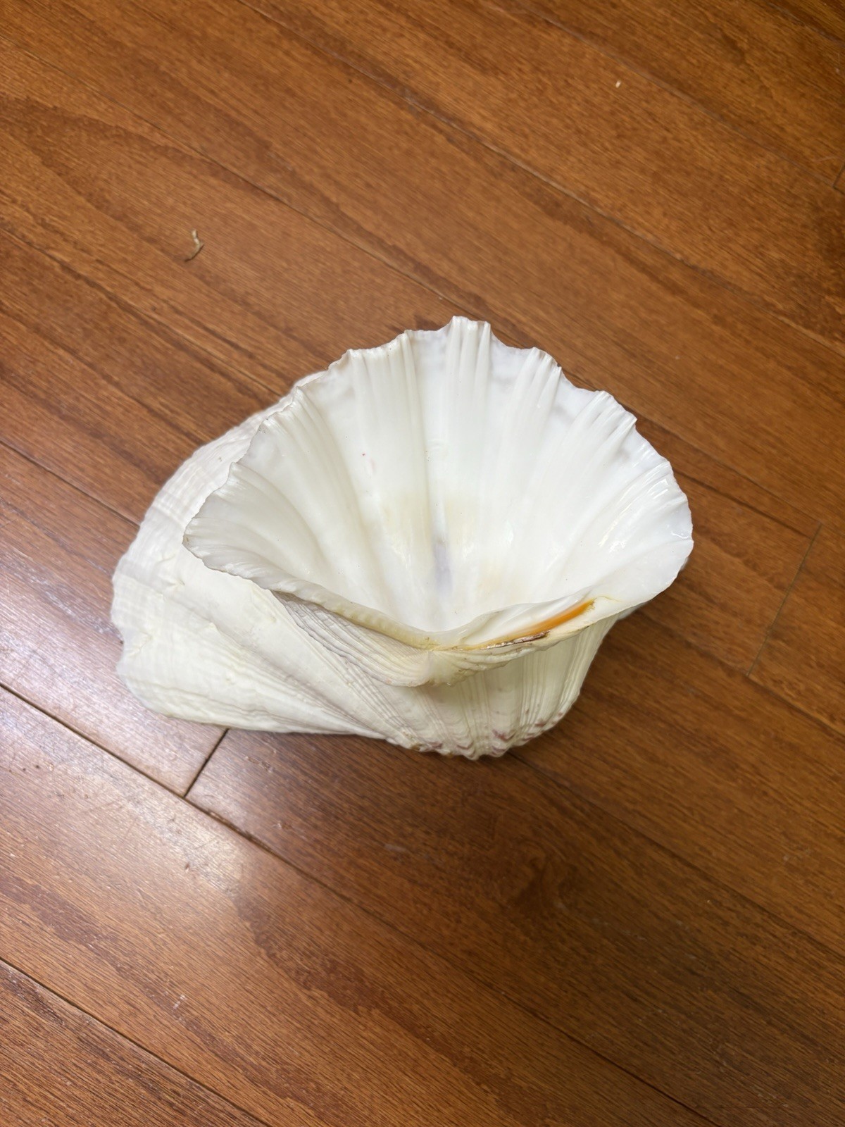 Tridacna Clam Shell Dish Trinket Soap Dish Centerpiece Display 9” Wide